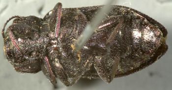 Media type: image;   Entomology 8118 Aspect: habitus ventral view